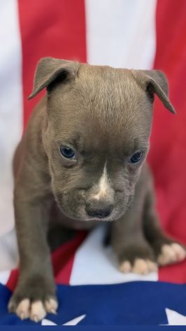 Amstaff cuccioli Blu - Foto 3