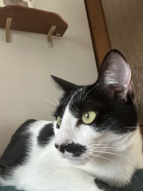 Gatto Europeo - Foto 3