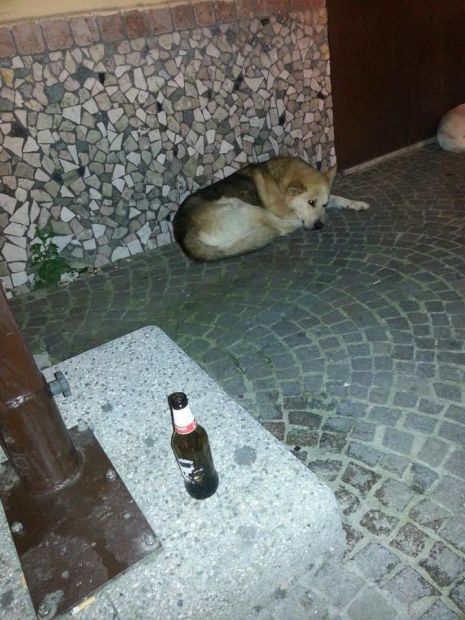 JACK E BIANCA, adozione speciale - Foto 2