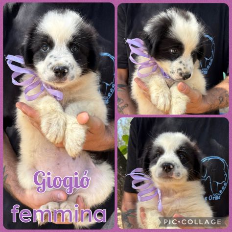 Regalo cuccioli - Foto 4