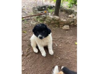 Mimì cucciola