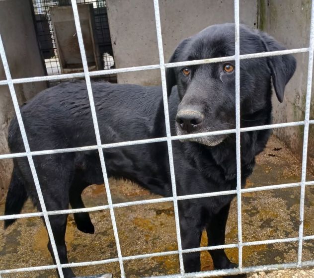 SIRIUS FANTASTICO MIX LABRADOR CANE IN ADOZIONE