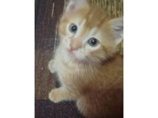 Dono gattini rossi