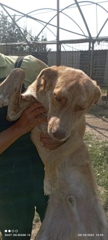 Shiro e Scooby 2anni ed invisibili in canile.NAPOLI - Foto 10