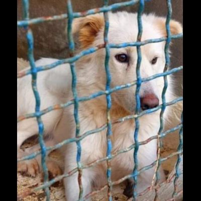 DOROTHY una nuova vita da donarle, cagnolina in adozione