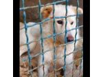 DOROTHY una nuova vita da donarle, cagnolina in adozione