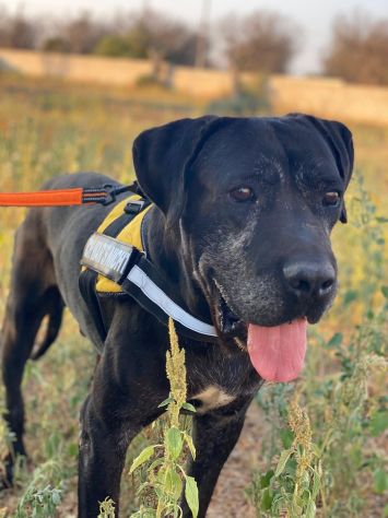 Geppetto il cane buonissimo - Foto 6