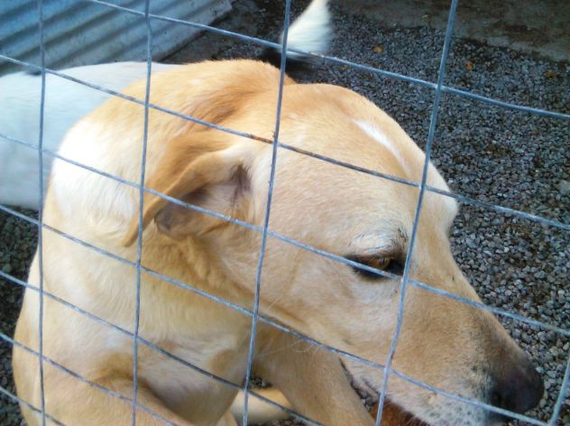 ADAMO, splendido mix labrador - Foto 2