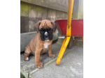 Pronti in Adozione Boxer Cuccioli