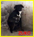 CAGNOLINI TERRORIZZATI SOLI IN CANILE CERCANO CASA - Foto 3