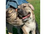 RIO AMOREVOLE E SOCIEVOLE CANE IN ADOZIONE