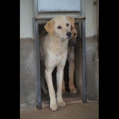 ETTORE L' OCCASIONE PER APRIRSI ALLA VITA CUCCIOLO IN ADOZIONE - Foto 2