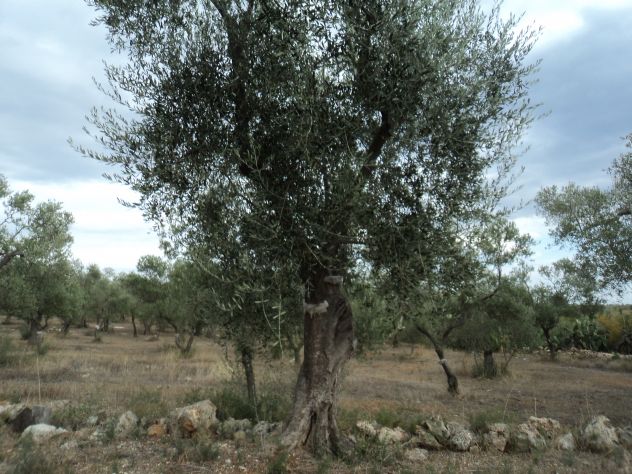 Albero di Ulivo - Foto 10