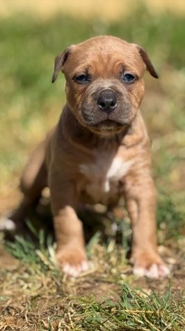 Amstaff cuccioli Blu Fawn - Foto 5