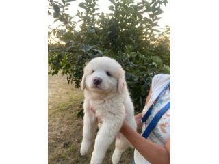 Quattro cucciole