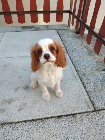 Cucciolo di Cavalier King - Foto 3
