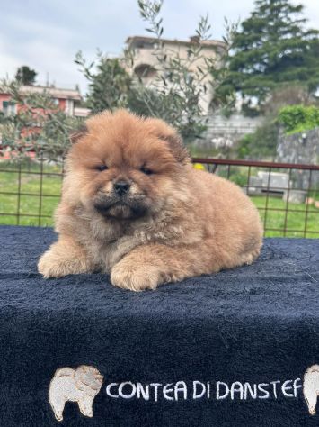 Chow chow - Foto 3