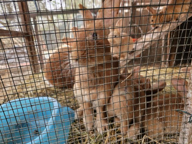Conigli francesi - Foto 2