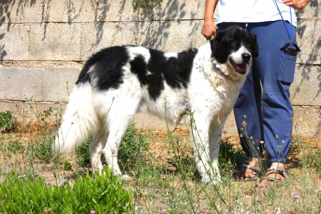 Un tesoro di cane chiuso in una gabbia, dategli una possibilità.