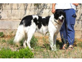 Un tesoro di cane chiuso in una gabbia, dategli una possibilità.