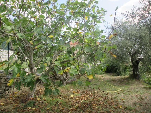 Terreno Edificabile San Bartolomeo frazione di Andora - Foto 9