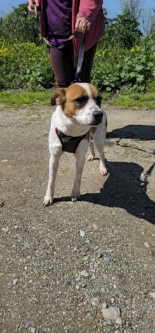 JAKI O, 2 ANNI (20/04/24), TAGLIA MEDIA PICCOLA: CERCA CASA! - Foto 2
