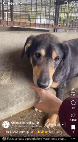 STILTON CERCA SALVEZZA CANE IN ADOZIONE - Foto 8