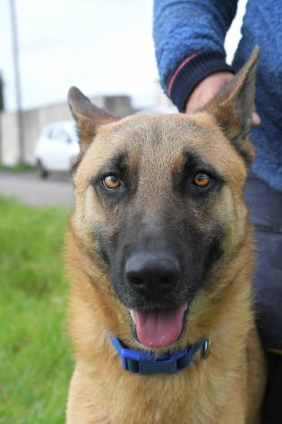 SPENCER PASTORE MALINOIS 1 ANNO IN CANILE - Foto 5