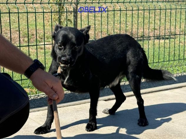 OBELIX 3anni cagnolino affettuoso ed allegro!tg piccola - Foto 6