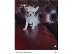 Chihuahua femmine