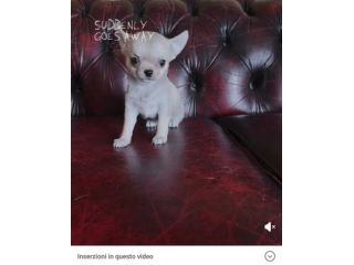 Chihuahua femmine
