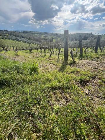 Annesso agricolo in vendita a Capannoli 6500 mq Rif: 1326738 - Foto 5