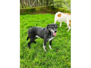 CANE IN ADOZIONE: ZEUS