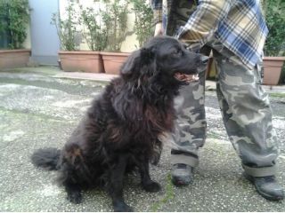 OTELLO, buonissimo con tutti