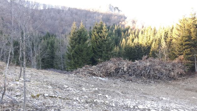 Terreno bosco ex malga - Foto 4