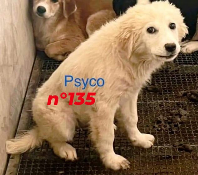 CUCCIOLI IN ADOZIONE - Foto 4