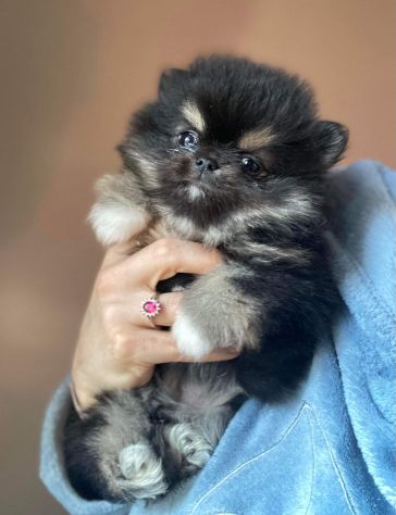 Spitz nano (Pomerania)