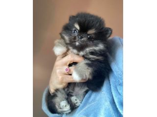 Spitz nano (Pomerania)