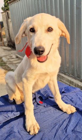 TEDDY,SALVIAMOLO DAL CANILE! - Foto 10