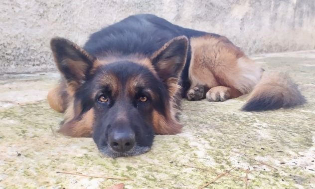 Pastore Tedesco 7 anni cerca casa - Foto 3