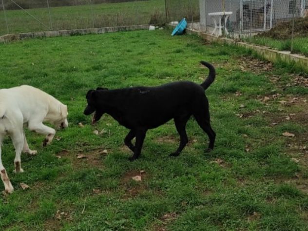 CANE IN ADOZIONE: AARON - Foto 6