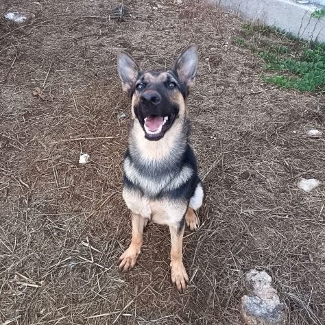 Cucciolotta di pastore cerca adozione - Foto 6