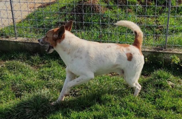 CATELLO: cagnolino in adozione - Foto 5