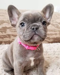 Bouledogue francese - french bulldog pagamento personalizzato