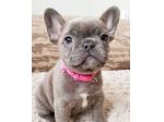 Bouledogue francese - french bulldog pagamento personalizzato