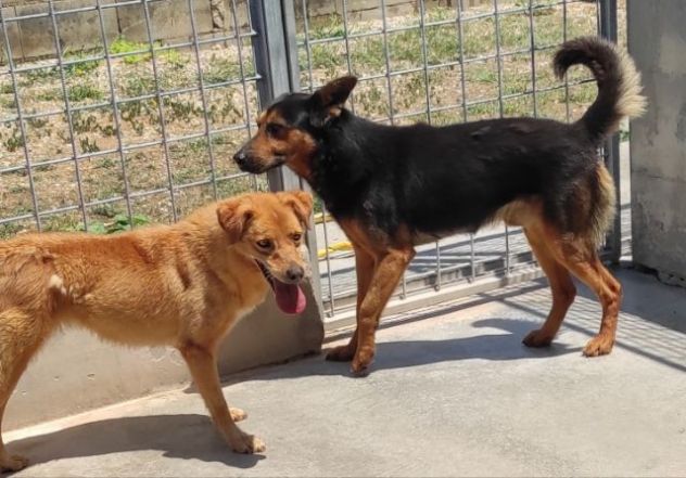 CANE IN ADOZIONE: GRISU' il lupetto abbandonato. - Foto 4