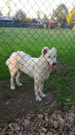GIGIO, cucciolone buonissimo - Foto 2
