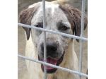 JAGO ADORABILE TENERONE: CANE IN ADOZIONE