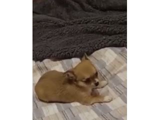 Tre cuccioli chihuahua