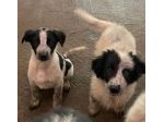 CUCCIOLI 3 MESI taglia media grande SONO IN CANILE
